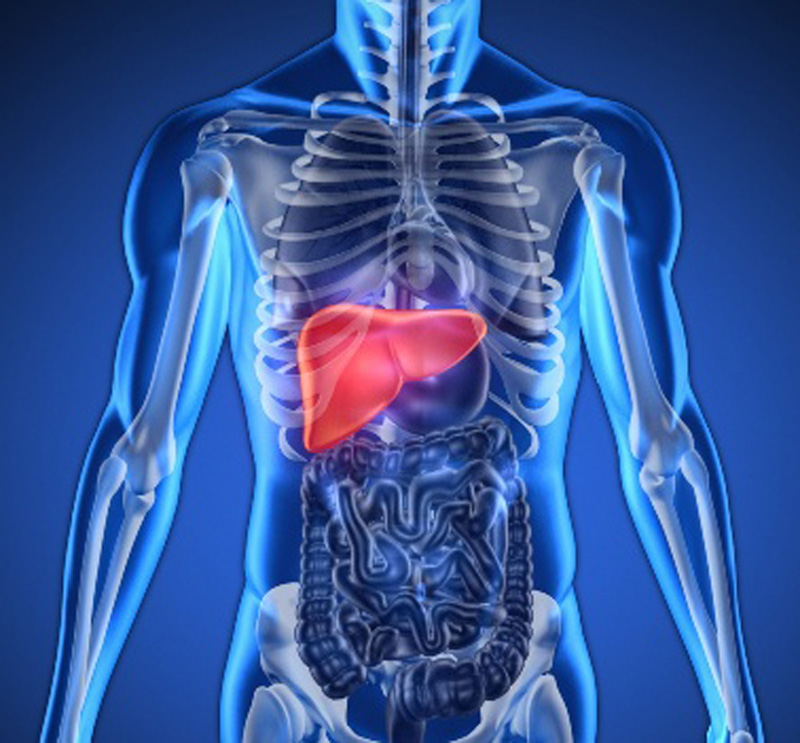 肝臓を意識するイメージ