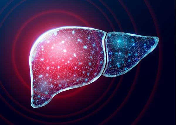 肝臓イメージ