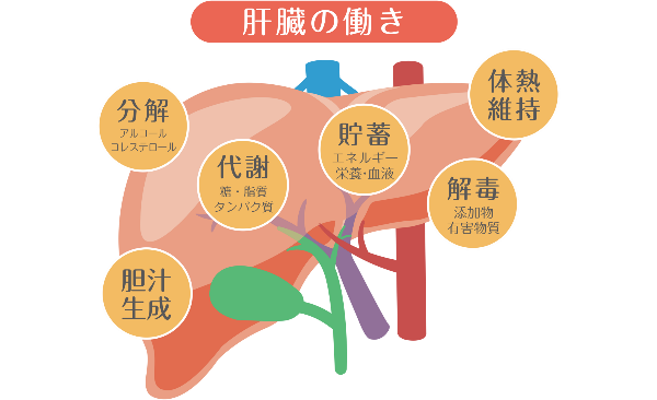 肝臓の働き