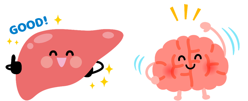 脳と肝臓の元気のイメージ