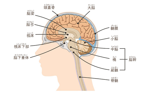 脳の図1