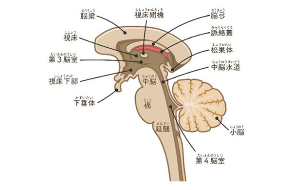 脳の図2